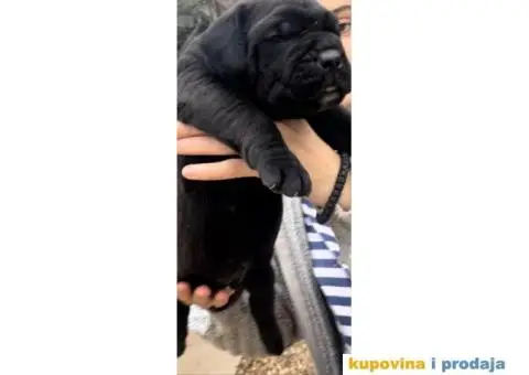 Južnoafrički mastif Burbul štenci - 1/8