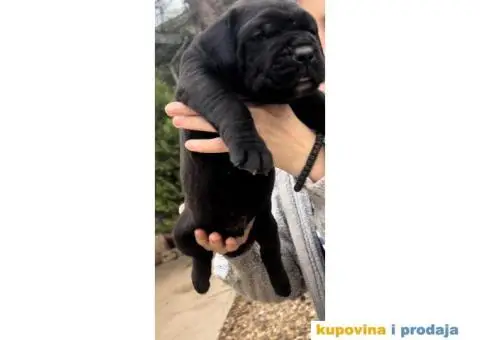 Južnoafrički mastif Burbul štenci - 2/8