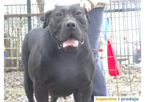 Južnoafrički mastif Burbul štenci - 3/8