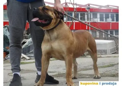 Južnoafrički mastif Burbul štenci - 4/8