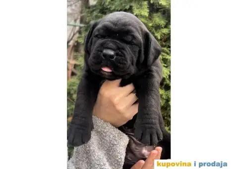 Južnoafrički mastif Burbul štenci - 5/8