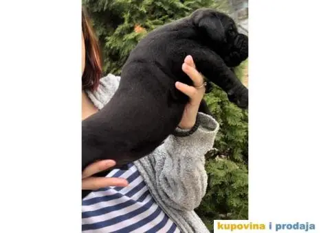 Južnoafrički mastif Burbul štenci - 6/8