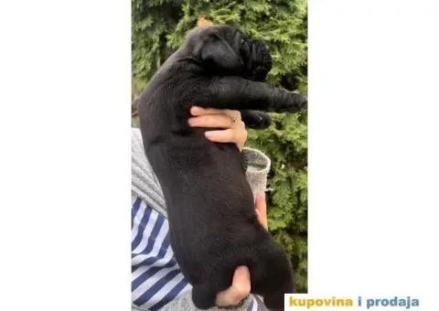 Južnoafrički mastif Burbul štenci - 7/8