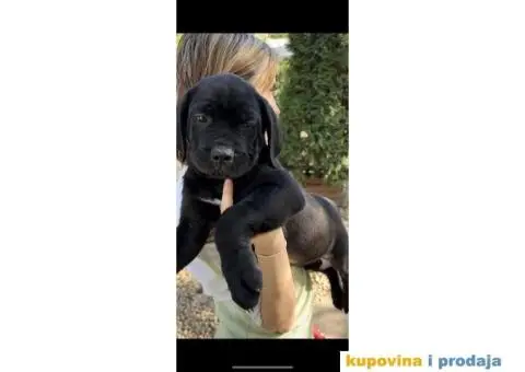 Južnoafrički mastif Burbul štenci - 8/8