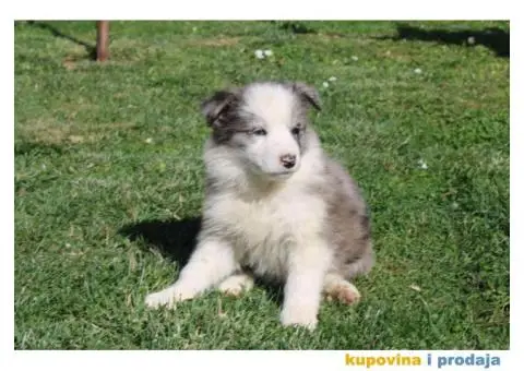Štenci Border collie - 1/15