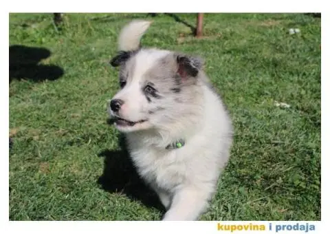 Štenci Border collie - 2/15