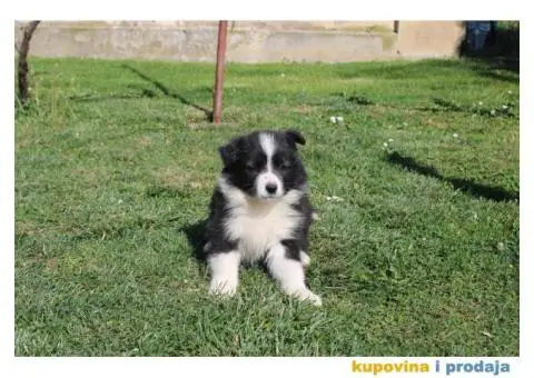 Štenci Border collie - 3/15