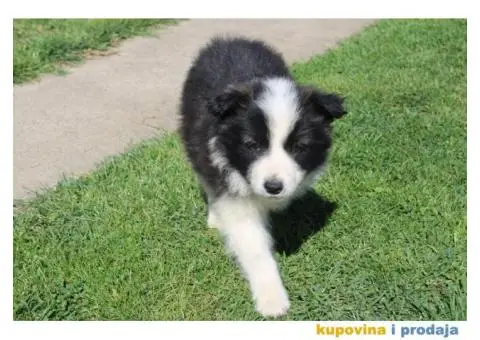 Štenci Border collie - 4/15