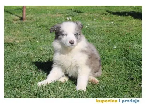 Štenci Border collie - 5/15