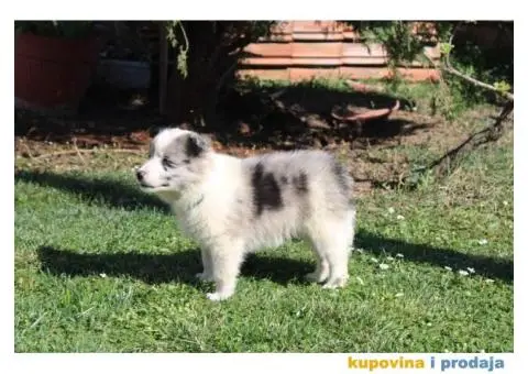 Štenci Border collie - 6/15