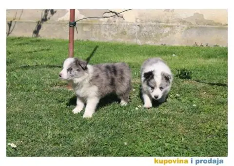 Štenci Border collie - 7/15