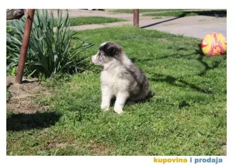 Štenci Border collie - 8/15