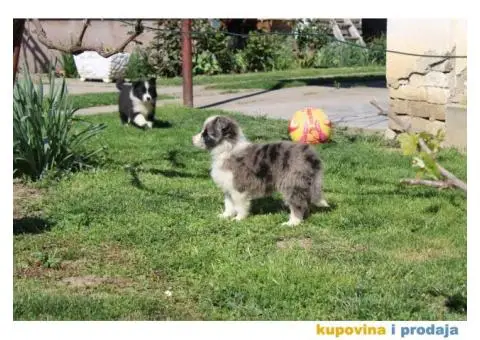 Štenci Border collie - 9/15