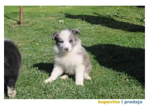 Štenci Border collie - 10/15