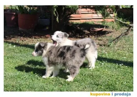 Štenci Border collie - 11/15