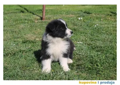 Štenci Border collie - 12/15