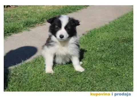 Štenci Border collie - 13/15