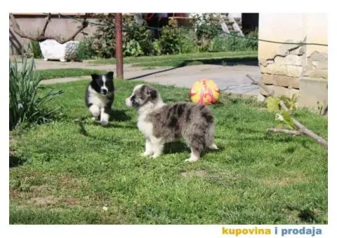 Štenci Border collie - 14/15