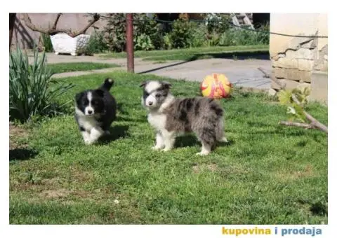 Štenci Border collie - 15/15