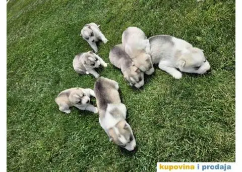 Sibirski haski prelepi štenci - 1/11