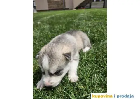 Sibirski haski prelepi štenci - 5/11