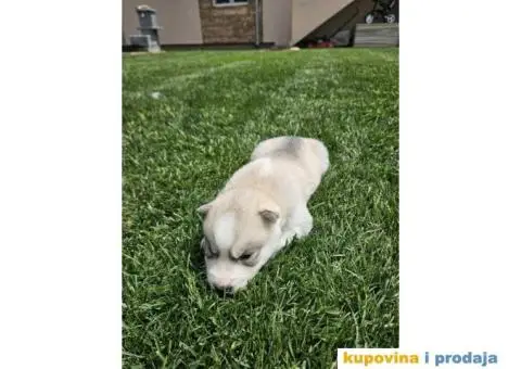 Sibirski haski prelepi štenci - 6/11