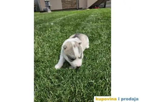 Sibirski haski prelepi štenci - 7/11