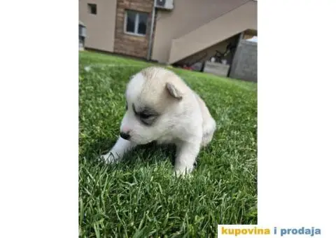 Sibirski haski prelepi štenci - 8/11