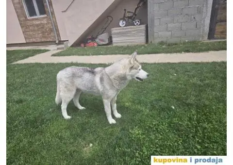 Sibirski haski prelepi štenci - 10/11