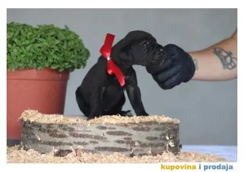 Cane Corso TOP štenci - 1/10