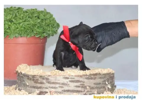 Cane Corso TOP štenci - 2/10