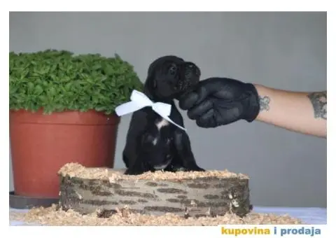 Cane Corso TOP štenci - 3/10