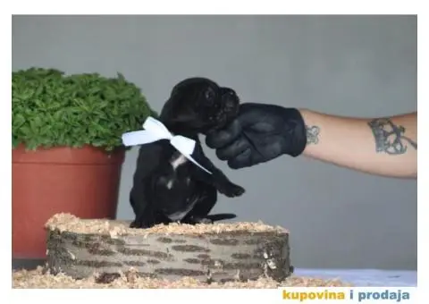 Cane Corso TOP štenci - 4/10