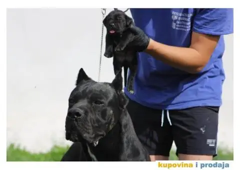 Cane Corso TOP štenci - 5/10