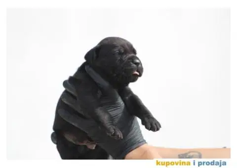 Cane Corso TOP štenci - 6/10