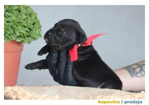Cane Corso TOP štenci - 7/10