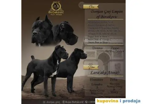 Cane Corso TOP štenci - 8/10