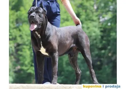 Cane Corso TOP štenci - 9/10