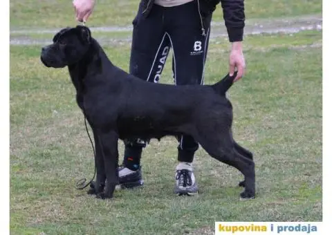 Cane Corso TOP štenci - 10/10
