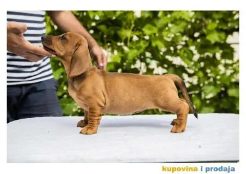 Standard Jazavičar štenci - 1/12