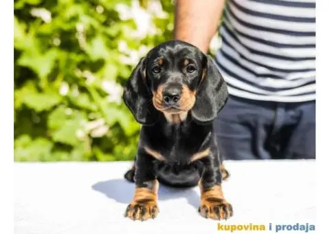 Standard Jazavičar štenci - 2/12