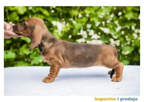 Standard Jazavičar štenci - 3/12