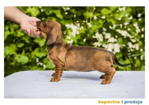 Standard Jazavičar štenci - 4/12