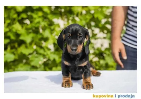 Standard Jazavičar štenci - 5/12