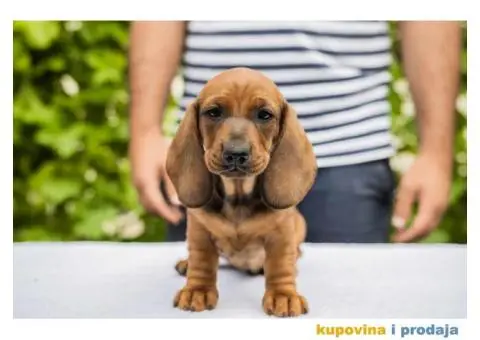 Standard Jazavičar štenci - 6/12