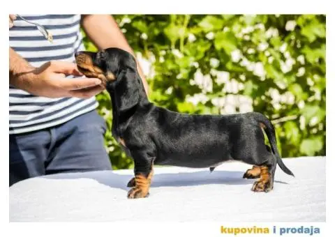 Standard Jazavičar štenci - 7/12