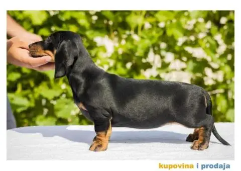 Standard Jazavičar štenci - 8/12