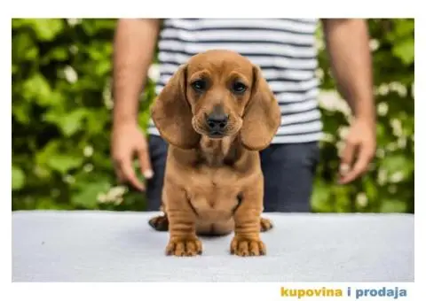 Standard Jazavičar štenci - 9/12