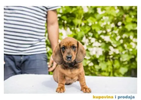 Standard Jazavičar štenci - 10/12