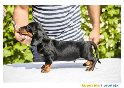 Standard Jazavičar štenci - 11/12